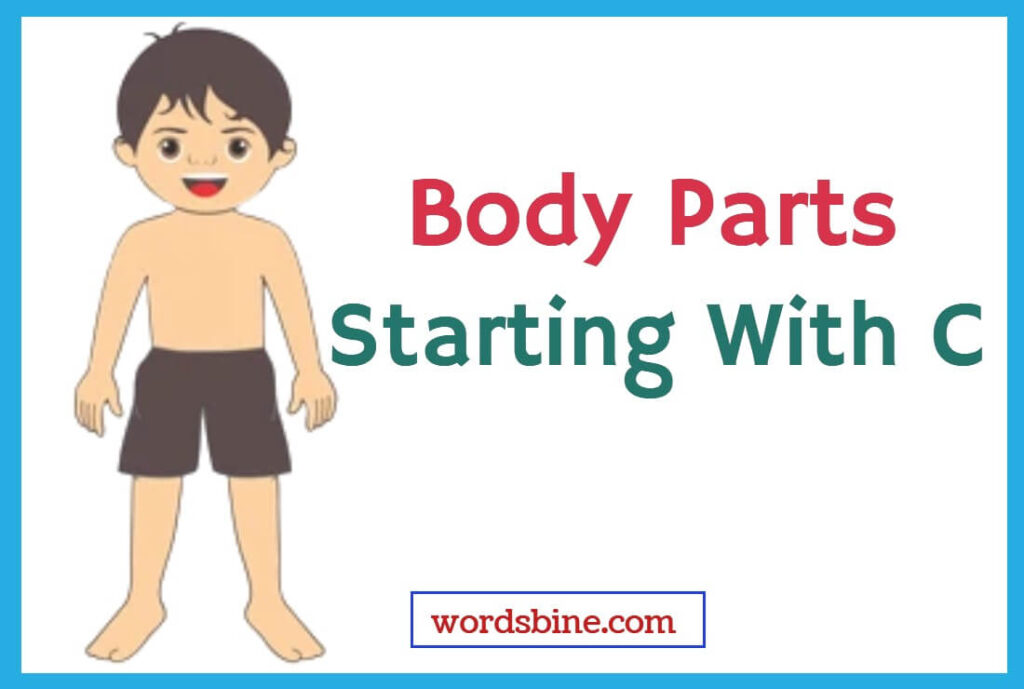 Body Parts Starting With C