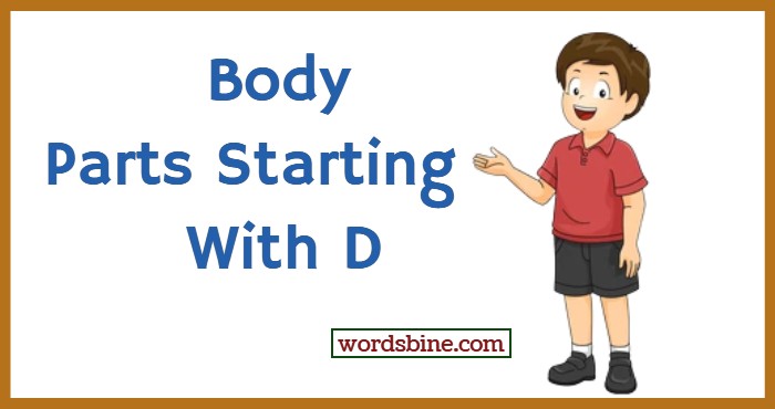 Body Parts Starting With D