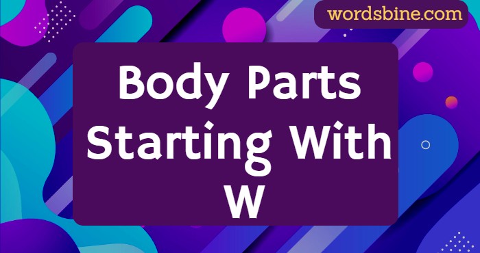 Body Parts Starting With W