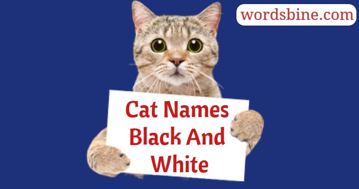 Cat Names Black And White