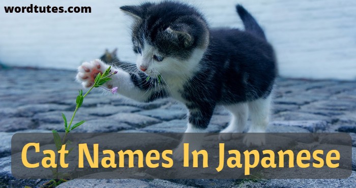 Cat Names In Japanese