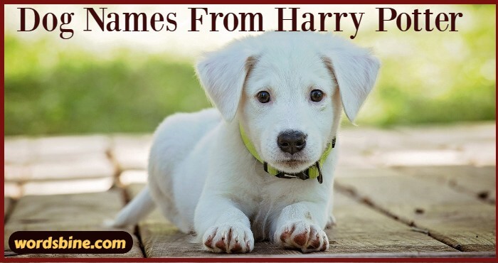 Dog Names From Harry Potter