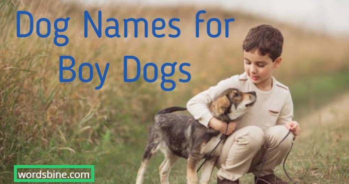 Dog Names for Boy Dogs