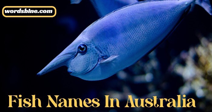 Fish Names In Australia