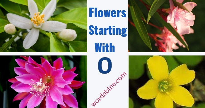 Flowers Starting With O