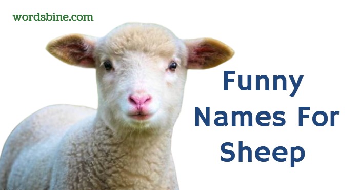 Funny Names For Sheep - Most Dearest Names