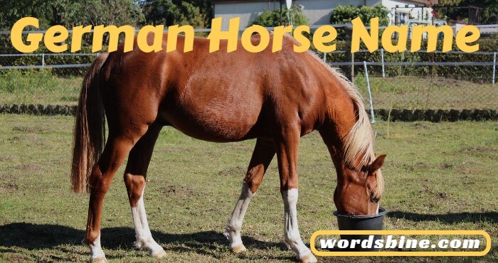 German Horse Names
