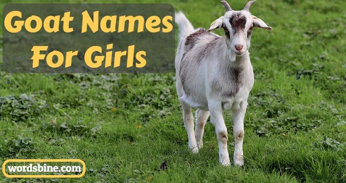Goat Names For Girls