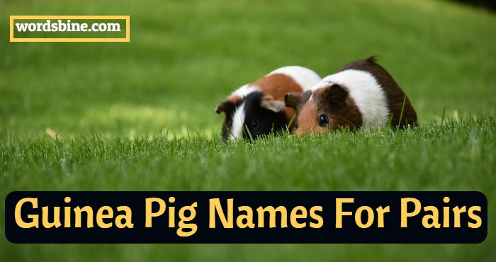 Guinea Pig Names For Pairs