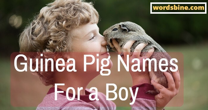 Guinea Pig Names For a Boy