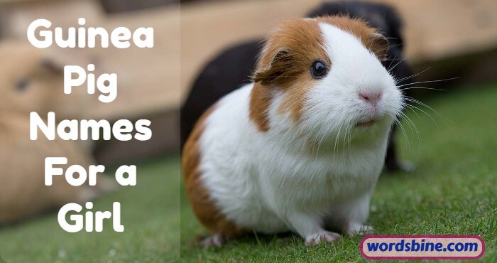 Guinea Pig Names For a Girl