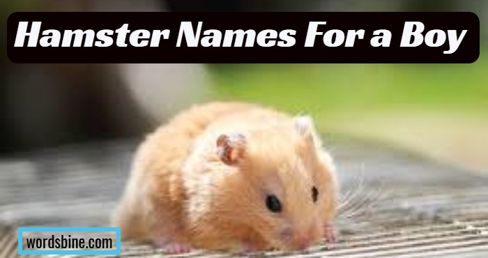 Hamster Names For a Boy
