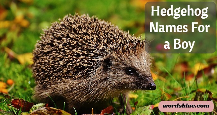 Hedgehog Names For a Boy