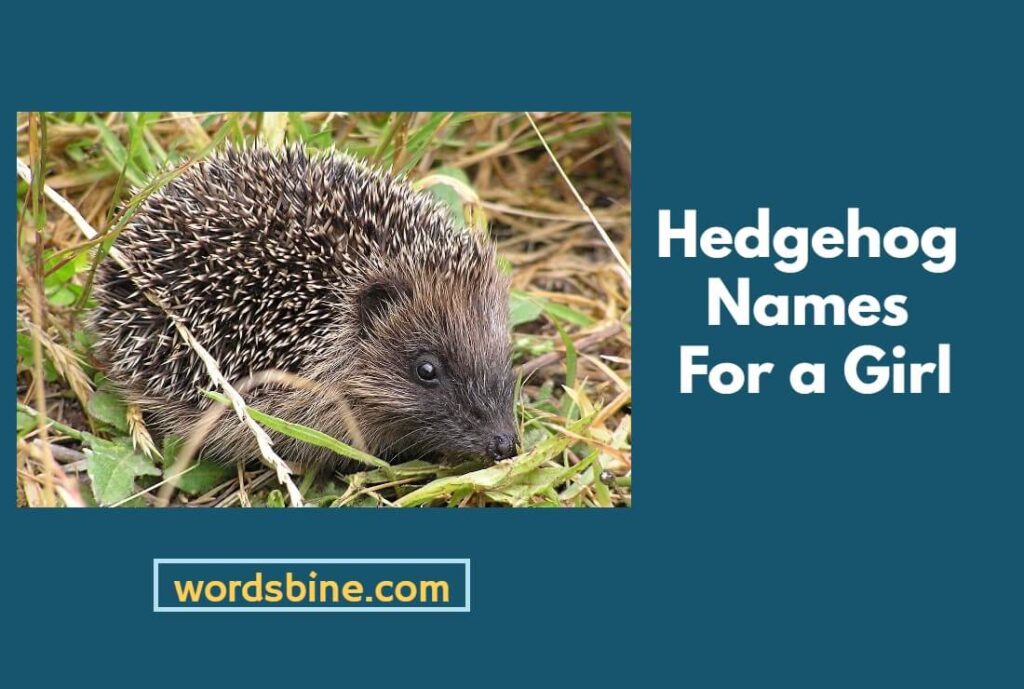 Hedgehog Names For a Girl