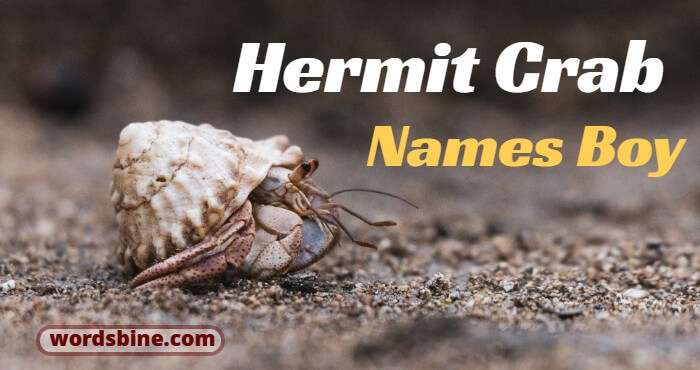 Hermit Crab Names Boy