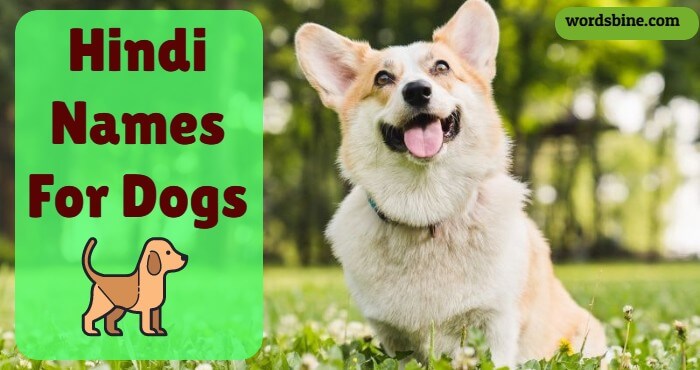 Hindi Names For Dogs