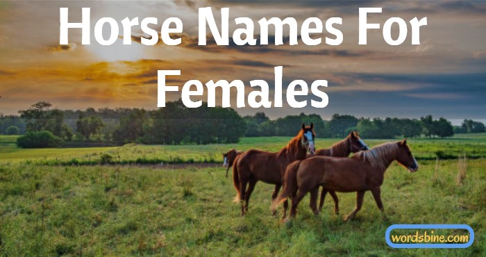 Horse Names For Females