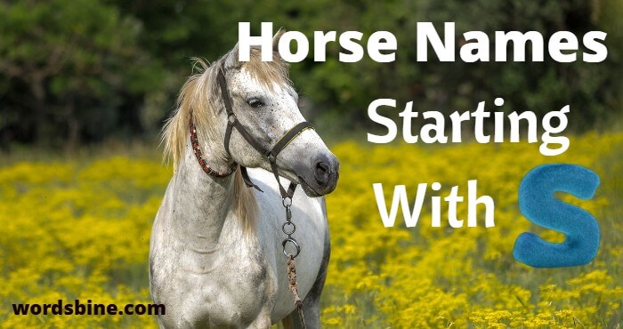 Horse Names Starting With S