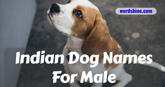 Indian Dog Names For Male