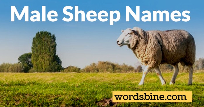 Male Sheep Names