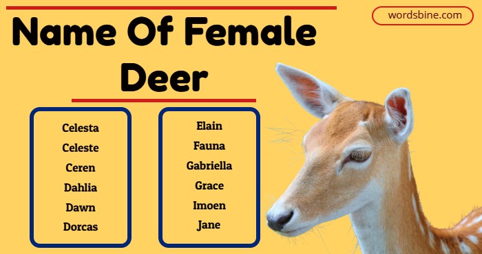 Name Of Female Deer