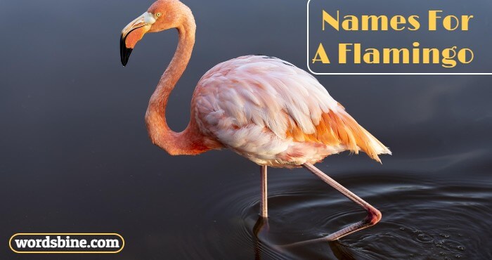 Names For A Flamingo