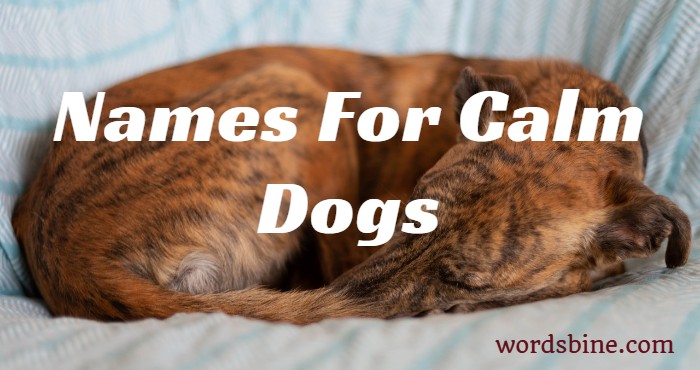 Names For Calm Dogs