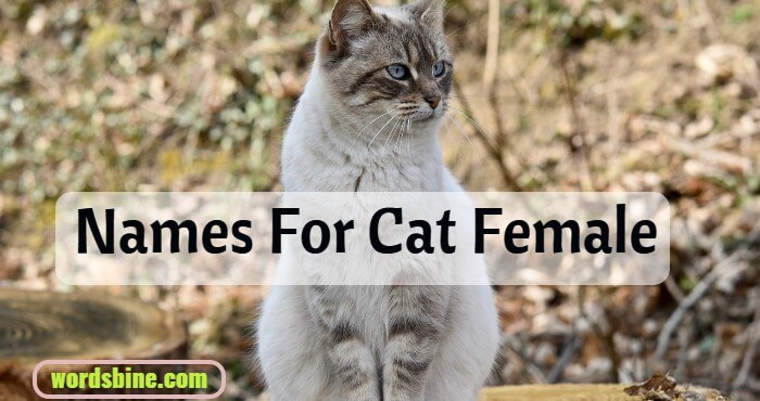 Names For Cat Female