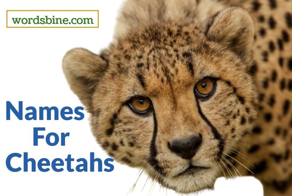 Names For Cheetahs