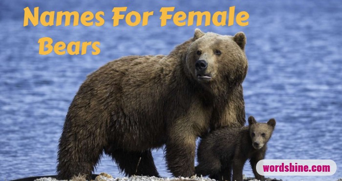 Names For Female Bears