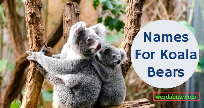 Names For Koala Bears