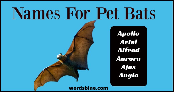 Names For Pet Bats