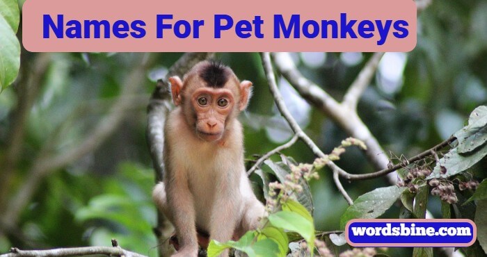 Names For Pet Monkeys