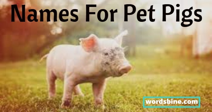 Names For Pet Pigs