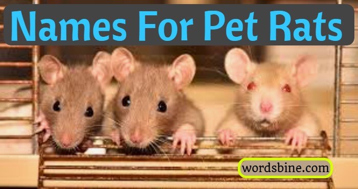 Names For Pet Rats