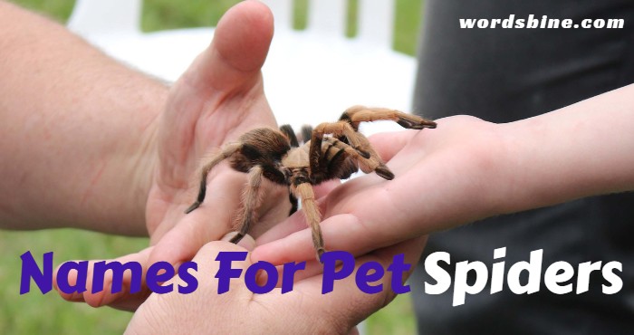 Names For Pet Spiders