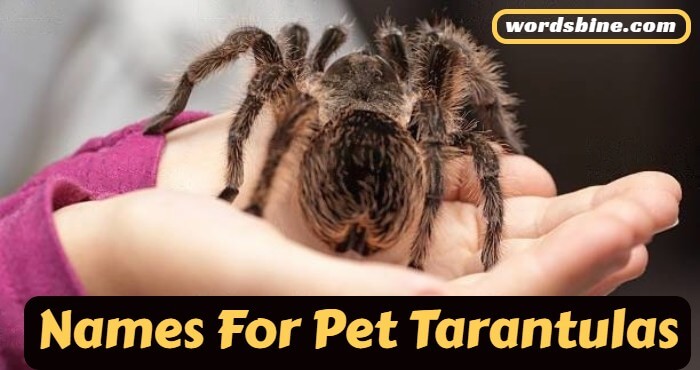 Names For Pet Tarantulas