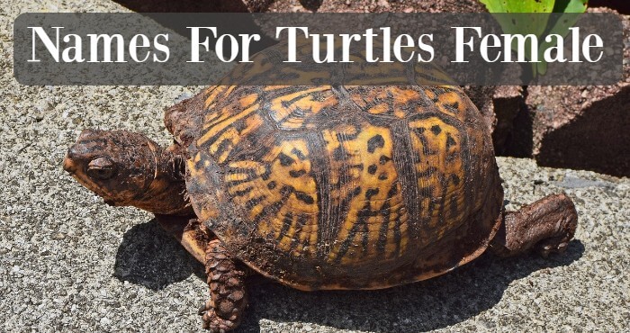 Names For Turtles Female