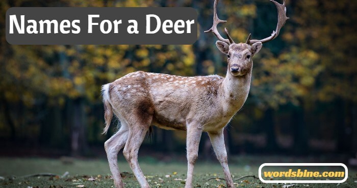 Names For a Deer