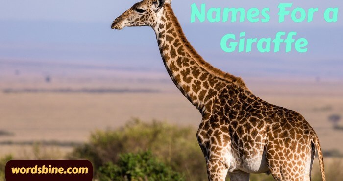 Names For a Giraffe