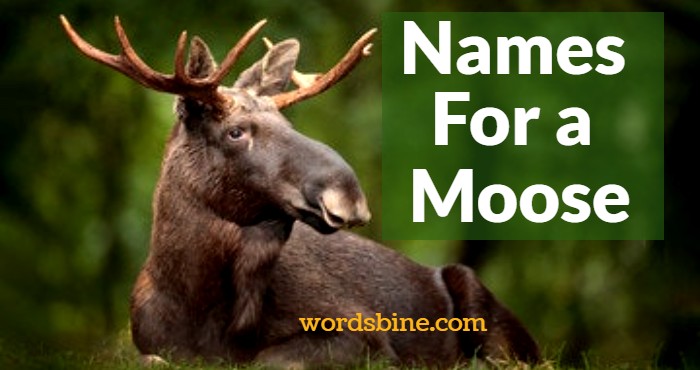 Names For a Moose