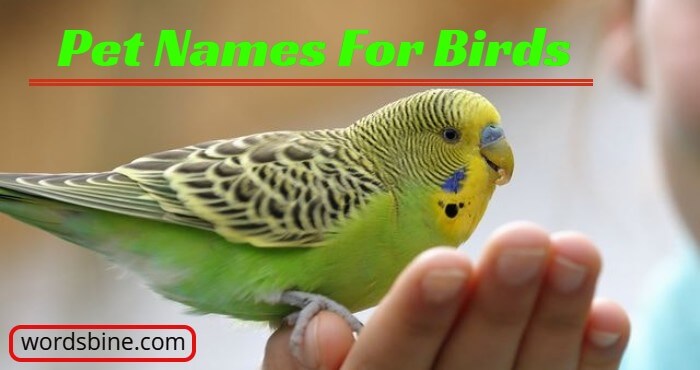 Pet Names For Birds