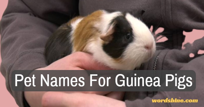 Pet Names For Guinea Pigs