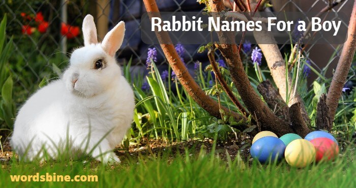 Rabbit Names For a Boy
