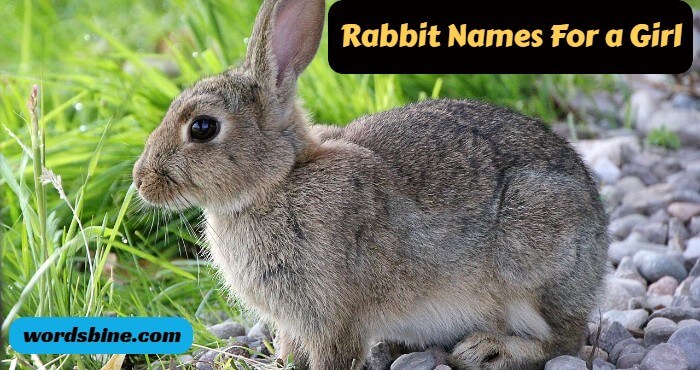 Rabbit Names For a Girl