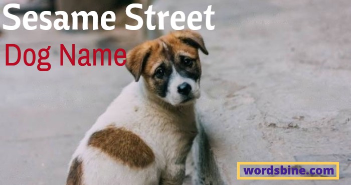 Sesame Street Dog Name