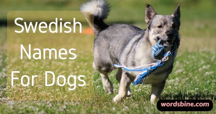 Swedish Names For Dogs