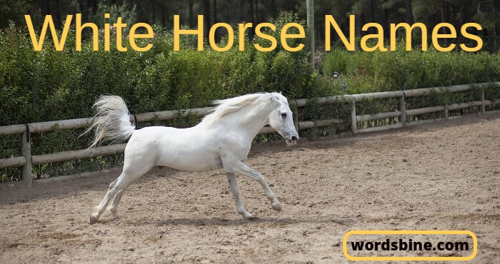 White Horse Names