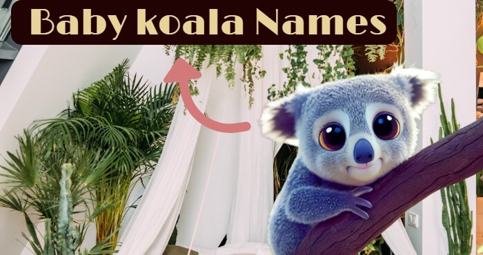 Baby koala Names