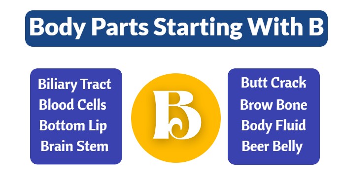 Body Parts Starting With B